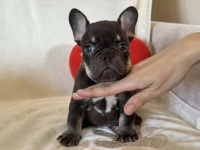 Francouzský buldoček - Hádész