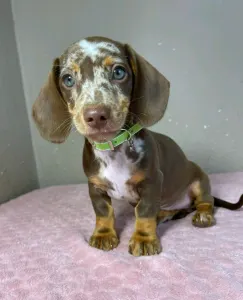 Dachshund - Ronald