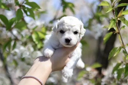 Bichon Frisé - Lana