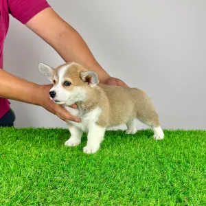 Pembroke Welsh Corgi - Penny