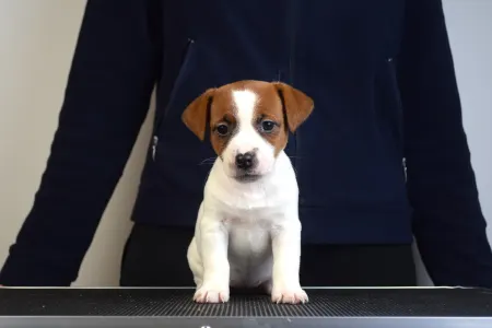 Jack Russell Terrier - Gold Leash Uno