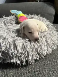 Italian Greyhound - Yolanda