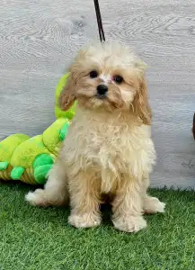 Cavapoo - Ecco ( Toy Size )