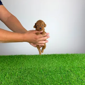 Pudel Toy - Zingo