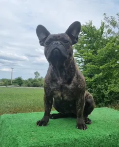 Französische Bulldogge - Olive