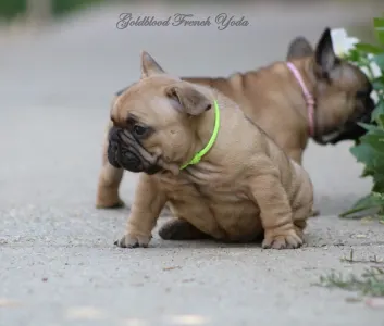 Francia bulldog - Yoda