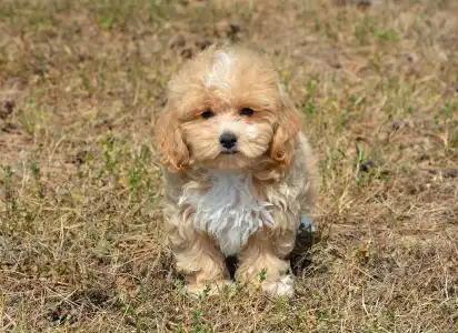 Maltipoo - Peppa