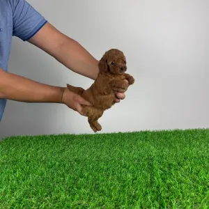 Caniche Nain - Keya