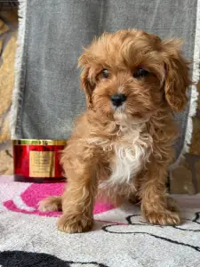 Cavapoo - Zara