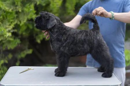 Flanders Cattle Dog - Pink