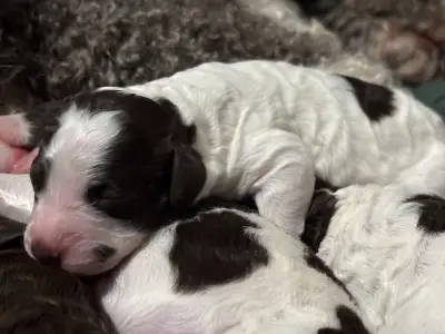 Spanischer Wasserhund - Egyszer Volt Hol Nem Volt