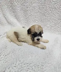 Bichon havanais - Molly