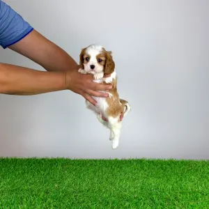 Cavalier King Charles spániel - Norbo