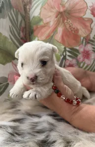 West Highland White Terrier - Bea