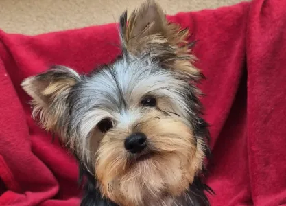 Yorkshire Terrier - Uranus (adult Weight 2,8-3kg)