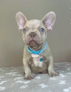 Francia bulldog - Gerald