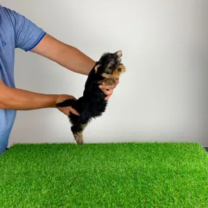 Yorkshire Terrier - Ziggy