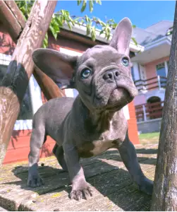 Französische Bulldogge - Milo