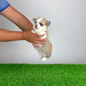 Pembroke Welsh Corgi - Zarek
