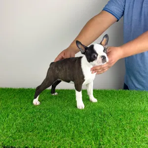 Boston Terrier - Domina 