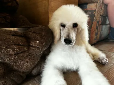 Poodle Standard - Santa Fe
