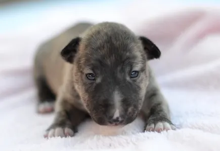 Miniature Bull Terrier - Joy