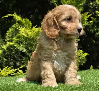 Cavapoo - Bob