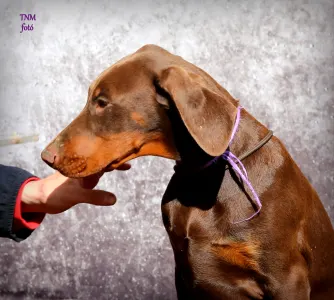 Dobermann - Liliom Male