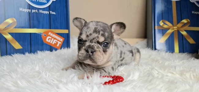 French Bulldog - Zyva