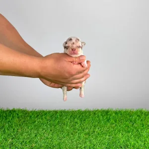 Chihuahua - Chocolatta