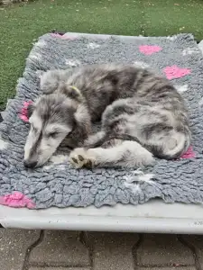 Afghan Hound - Velora