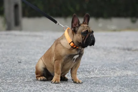 Französische Bulldogge - Hajósbulldy Milkman