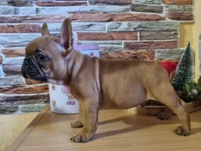 Bulldog francez - Escobar