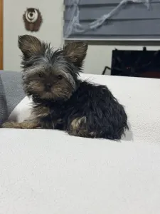 Yorkshire Terrier - Pici