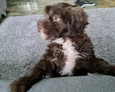 Maltipoo - Csoki