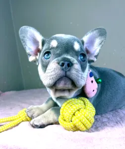 Francia bulldog - Kira