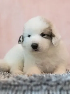 Pyrenean Mountain Dog - Berill