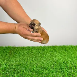 German Pomeranian Spitz - Poppy