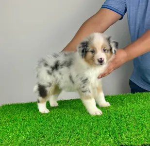 Australian Shepherd - Wolke 