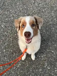 Berger australien - Bentley