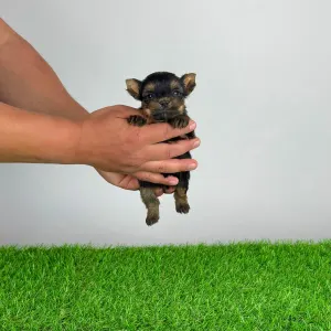 Yorkshire Terrier - Yosie