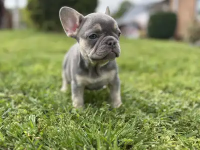 French Bulldog - Lola