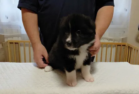 Border Collie - Talisman