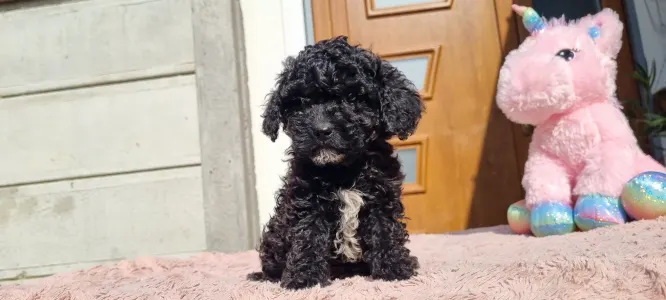 Pudel Toy - Negro