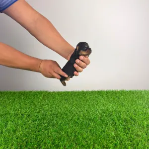 Yorkshire Terrier - Henky