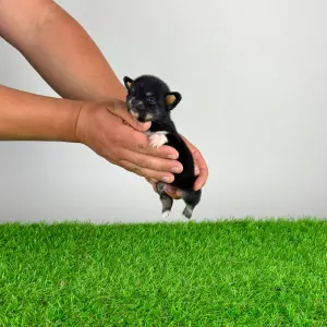 Chihuahua - Flac