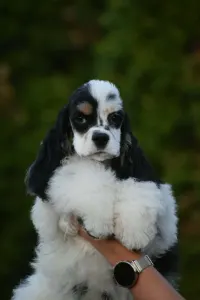American Cocker Spaniel - English Levander