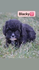 Cavapoo - Blacky