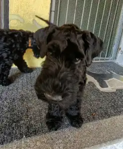Kerry Blue Terrier - Badacsonyalja Dorian Blue Prince – Szeretettel Nevelt Kerry Blue Terrier Kan