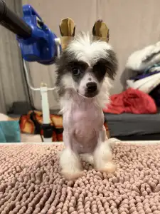 Chinese Crested Dog - Sable Hairless Girl